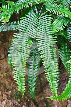 Close-up of vivid green fern leaves after raining in the forest with water drops. Beautiful background made with young green fern