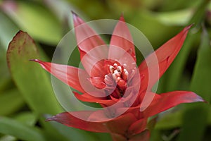 Close-up of vivid orange bromeliads flower blooming with natural light in the tropical garden.