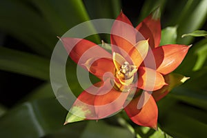 Close-up of vivid orange bromeliads flower blooming with natural light in the tropical garden.