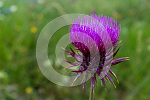 A close up of a vivid purple thistle head, showing the bright fine individual stems