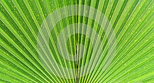 Close up of Vivid Tropical Green Palm Leaf Texture.