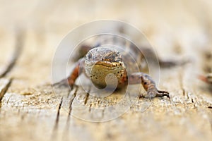 Close up of viviparous lizard on wood board