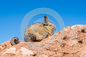 Close up vizcacha pic in a rock in Bolivia