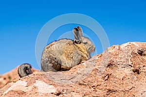 Close up vizcacha pic in a rock in Bolivia photo