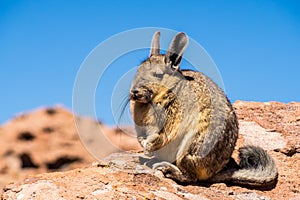 Close up vizcacha pic in teh altiplano in Bolivia. The Andes Ran