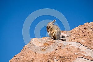 Close up vizcacha pic in teh altiplano in Bolivia. The Andes Ran