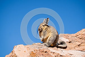 Close up vizcacha pic in teh altiplano in Bolivia. The Andes Ran