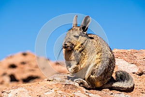 Close up vizcacha pic