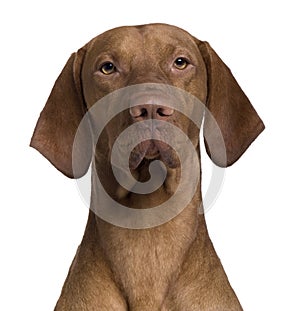 Close-up of Vizla Dog