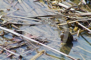 Close-Up of Vocal Frog Amidst Debris in Indiana Wetland
