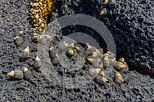 Close-up of volcanic stone beach rock with shells and barnacles on the water