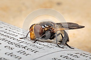 Close up of Volucella pellucens pellucid hoverfly sitting on newspaper with bright brown background and copyspace. photo