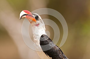 Close-up of a Von der Decken`s hornbill