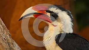 Close up of the Von der Deckens hornbill-001