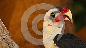 Close up of the Von der Deckens hornbill-002