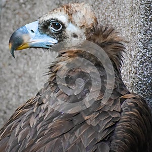 Close Up of Vulture in Captivity