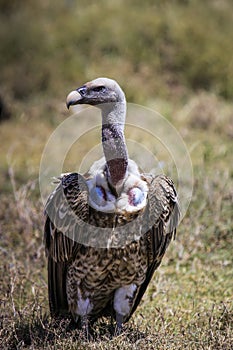 Close up of vulture looking towards left of shot