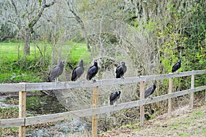 Close up of vultures sitting on fence