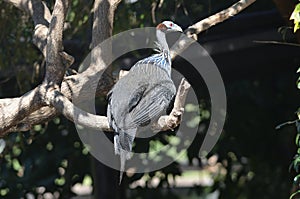 Close-up of Vulturine guineafowl on tree branch, Africa