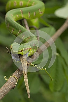 Close up Wagler`s Pit Viper Snake - Tropidolaemus wagleri