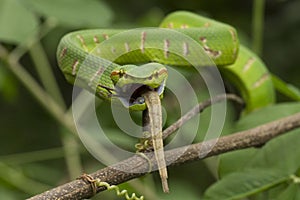 Close up Wagler`s Pit Viper Snake - Tropidolaemus wagleri