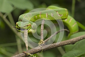Close up Wagler`s Pit Viper Snake - Tropidolaemus wagleri