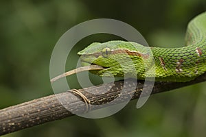 Close up Wagler`s Pit Viper Snake - Tropidolaemus wagleri