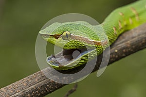 Close up Wagler`s Pit Viper Snake - Tropidolaemus wagleri