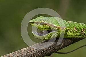 Close up Wagler`s Pit Viper Snake - Tropidolaemus wagleri