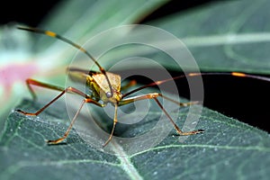 close-up of walang sangit on leaf