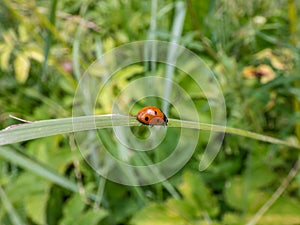Close-up of walking ladybug the seven-spot ladybird Coccinella septempunctata on a grass blade. Elytra are red, punctuated with