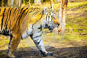 Close up walking tiger portrait