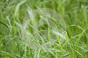 Close up wall barley field in nature