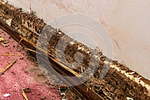 Close-up of Wall baseboard damaged by termites and water