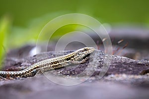 Close-up of a wall lizard warms on a stone in the sun