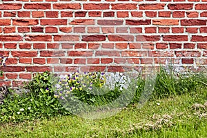 A close up of a wall of red bricks on an old building with lush green grass and wild daisies growing during spring. Hard