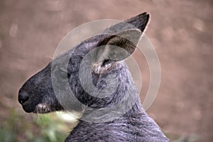 This is a side view of a wallaroo or euro
