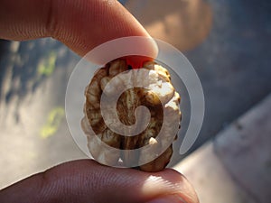 Close-up of walnut.