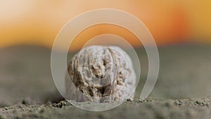 close up of a walnut in the ground, the fingers of the man who plants in the soil.