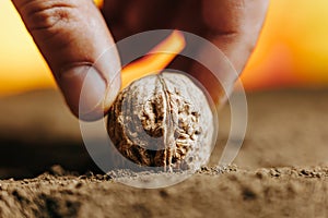 close up of a walnut in the ground, the fingers of the man who plants in the soil.