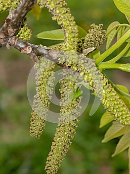 Close-up walnut inflorescence before blooming and young leaves o photo