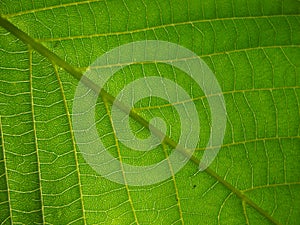 Close up of Walnut leaf gall mite in spring.