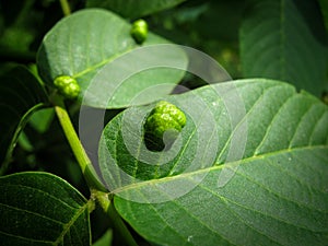 Close up of Walnut leaf gall mite in spring. Walnut leaf disease.