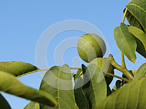 Close up of walnut tree branch with unripe green walnuts against a clear blue sky