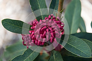 Close up of waratah flower inflorescence with closed florets