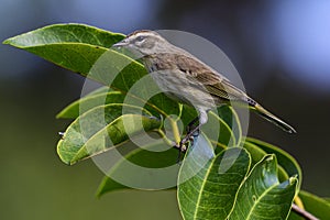 Close up of a Warbler standing on a branch.