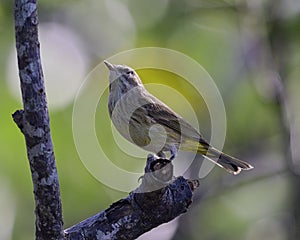 Close up of a Warbler standing on a tree branch.