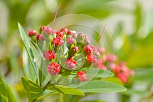 Close Up Warm Shine Upon Tiny Flower Buds Of Red Golden Penda Or Xanthostemon Chrysanthus