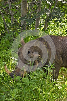 Close up of Wart hog feeding on the grass