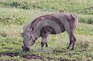 Close-up warthog in the African savannah